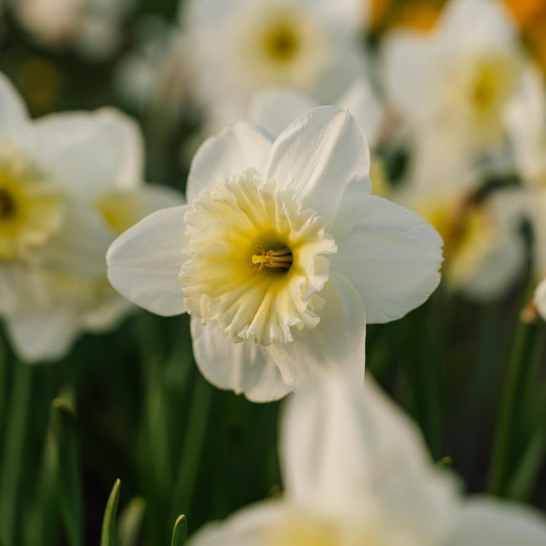 Påskelilje, Narcissus 'Ice Follies'