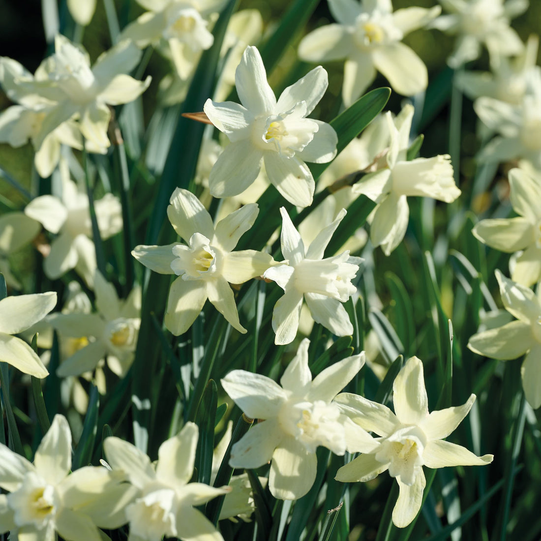 Påskelilje, Narcissus 'Iwona'