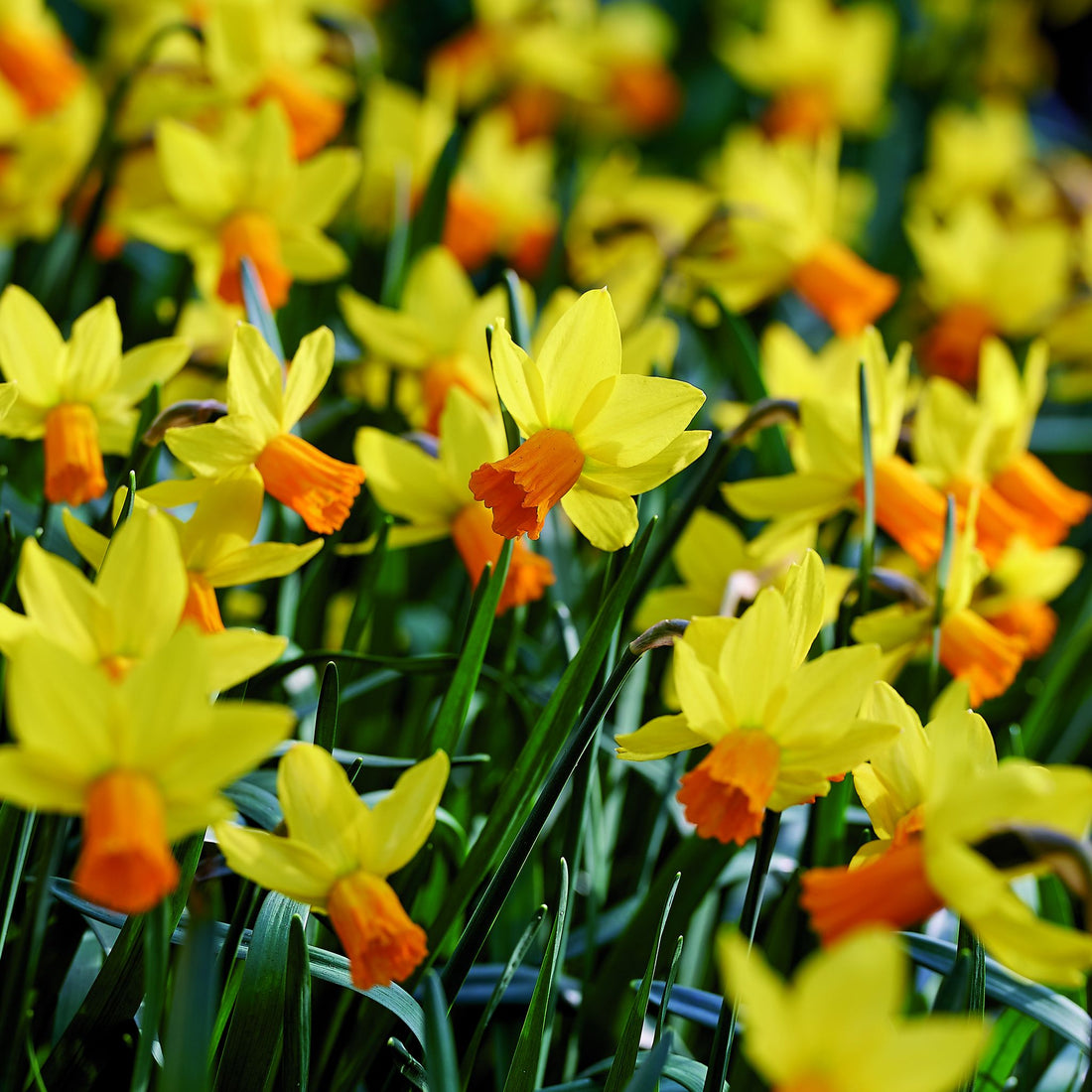 Påskelilje, Narcissus 'Jetfire'