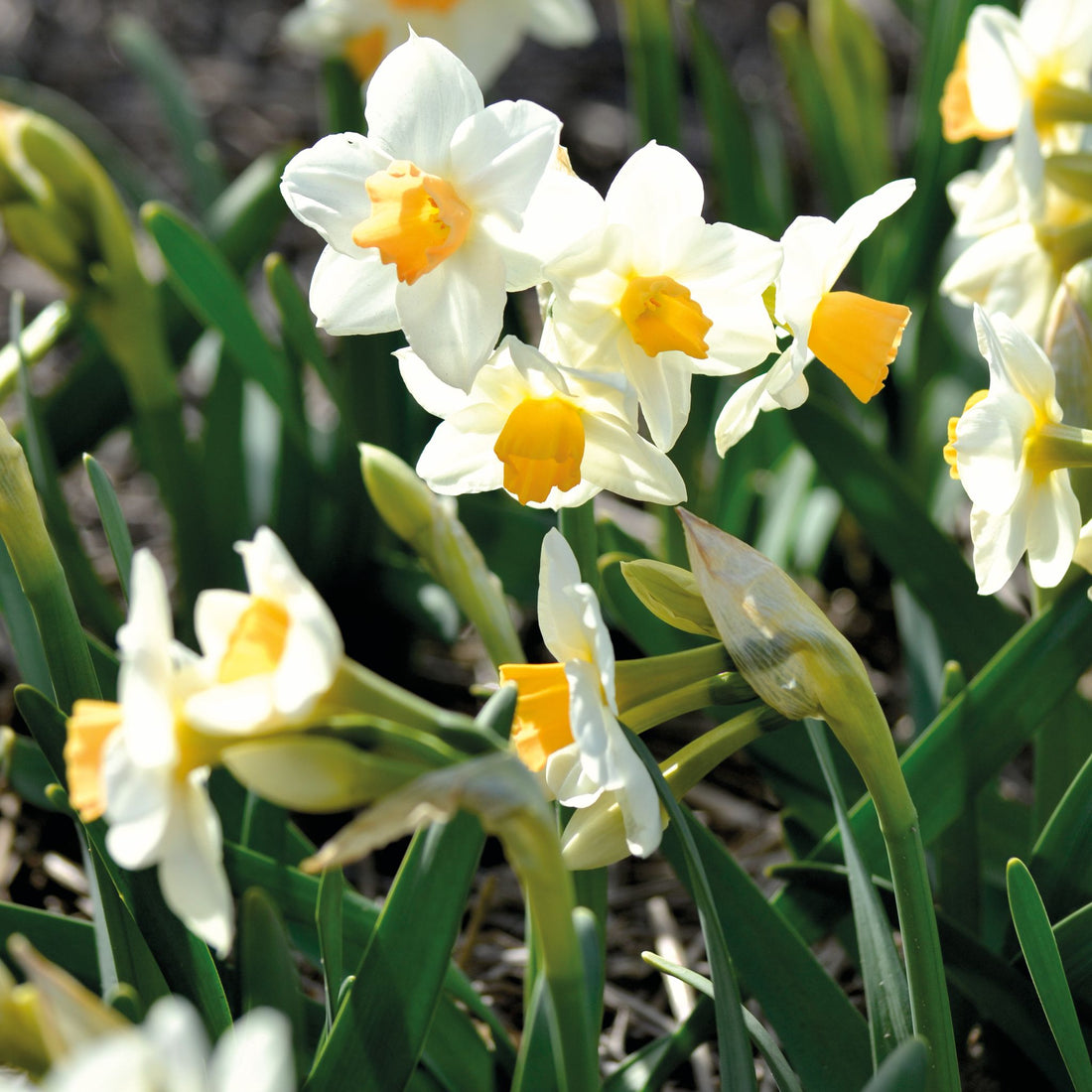 Påskelilje, Narcissus 'Kapiti Peach'