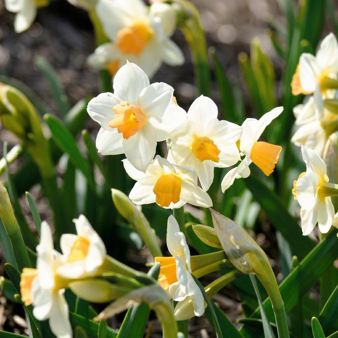 Påskelilje, Narcissus 'Kapiti Peach'