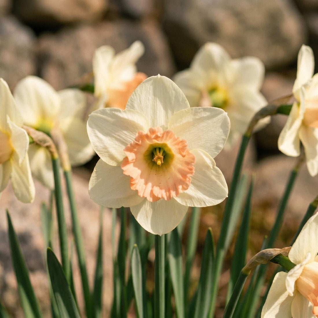 Påskelilje, Narcissus 'Martha Stewart'