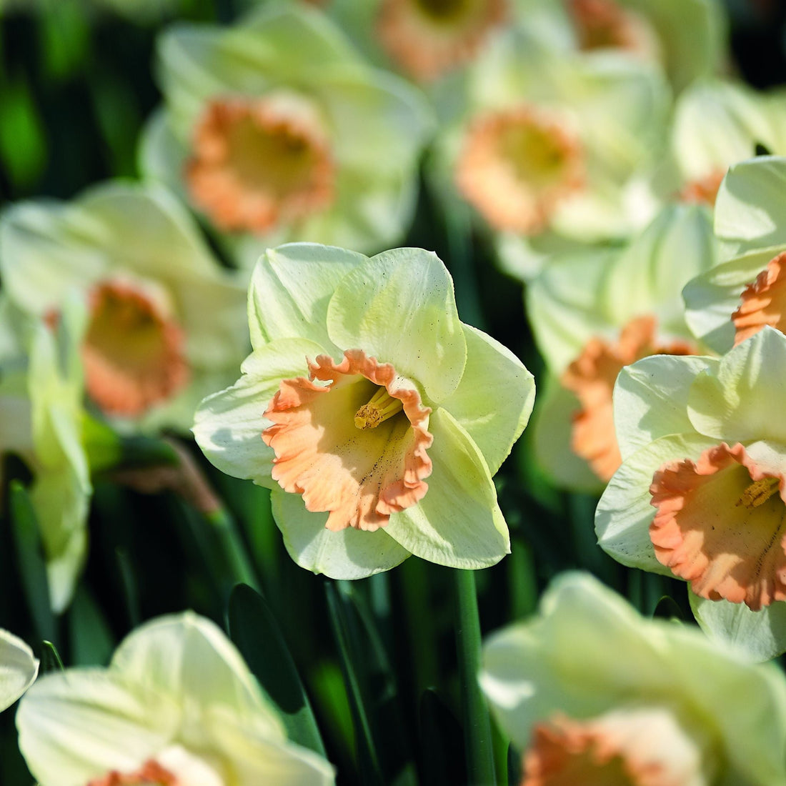 Påskelilje, Narcissus 'Martha Stewart'