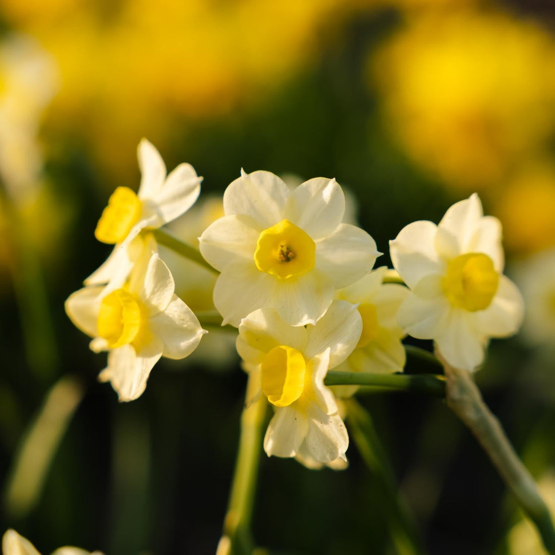 Påskelilje, Narcissus 'Minnow'