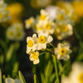 Påskelilje, Narcissus 'Minnow'