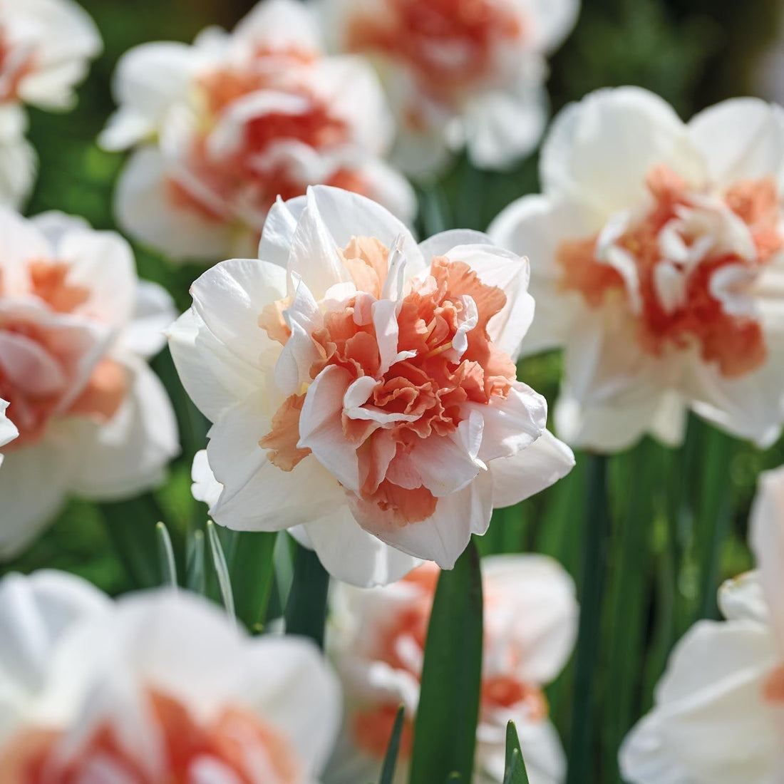 Påskelilje, Narcissus 'My Story'
