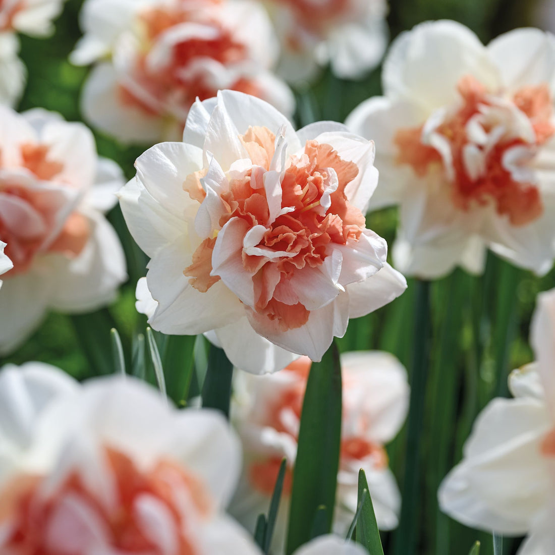 Påskelilje, Narcissus 'My Story'