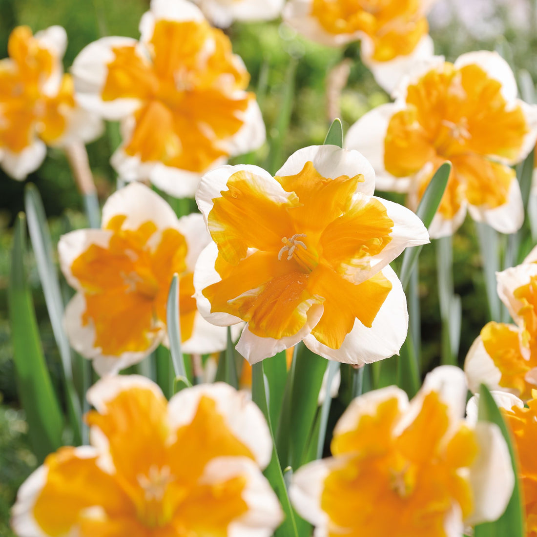 Påskelilje, Narcissus 'Orangery'
