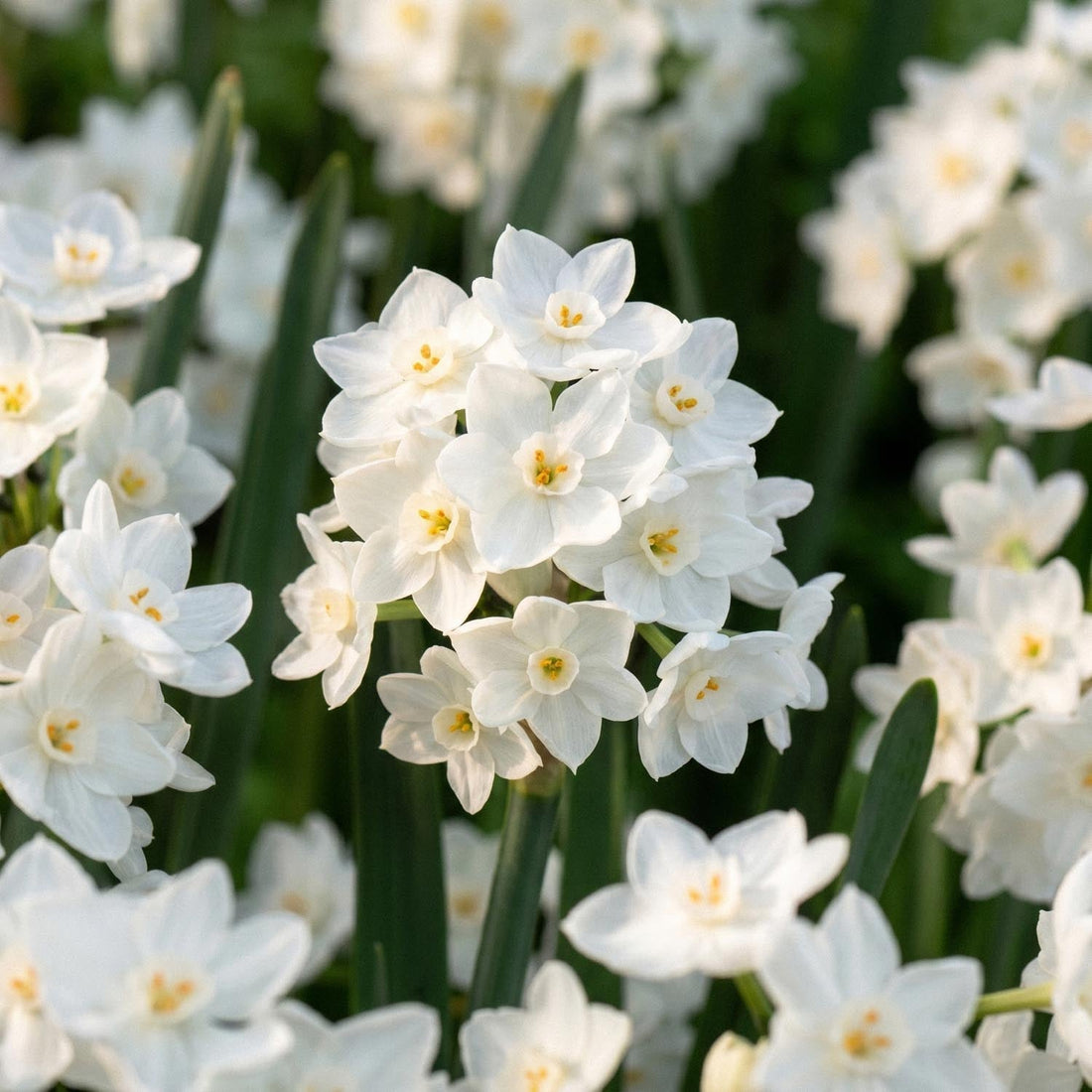 Påskelilje, Narcissus 'Paperwhite Ziva'