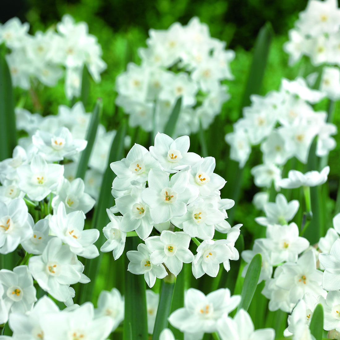 Påskelilje, Narcissus 'Paperwhite Ziva'