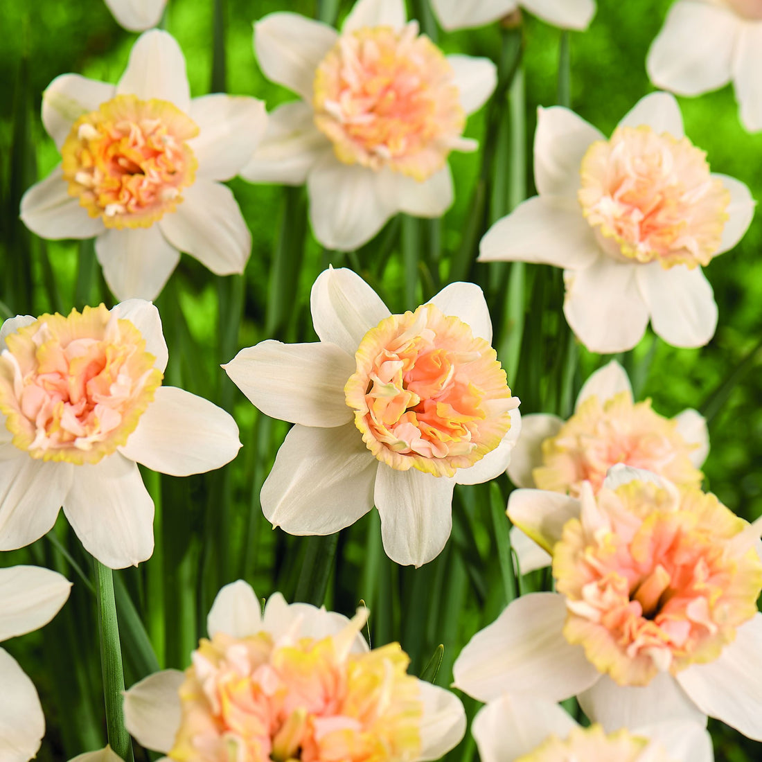 Påskelilje, Narcissus 'Petit Four'