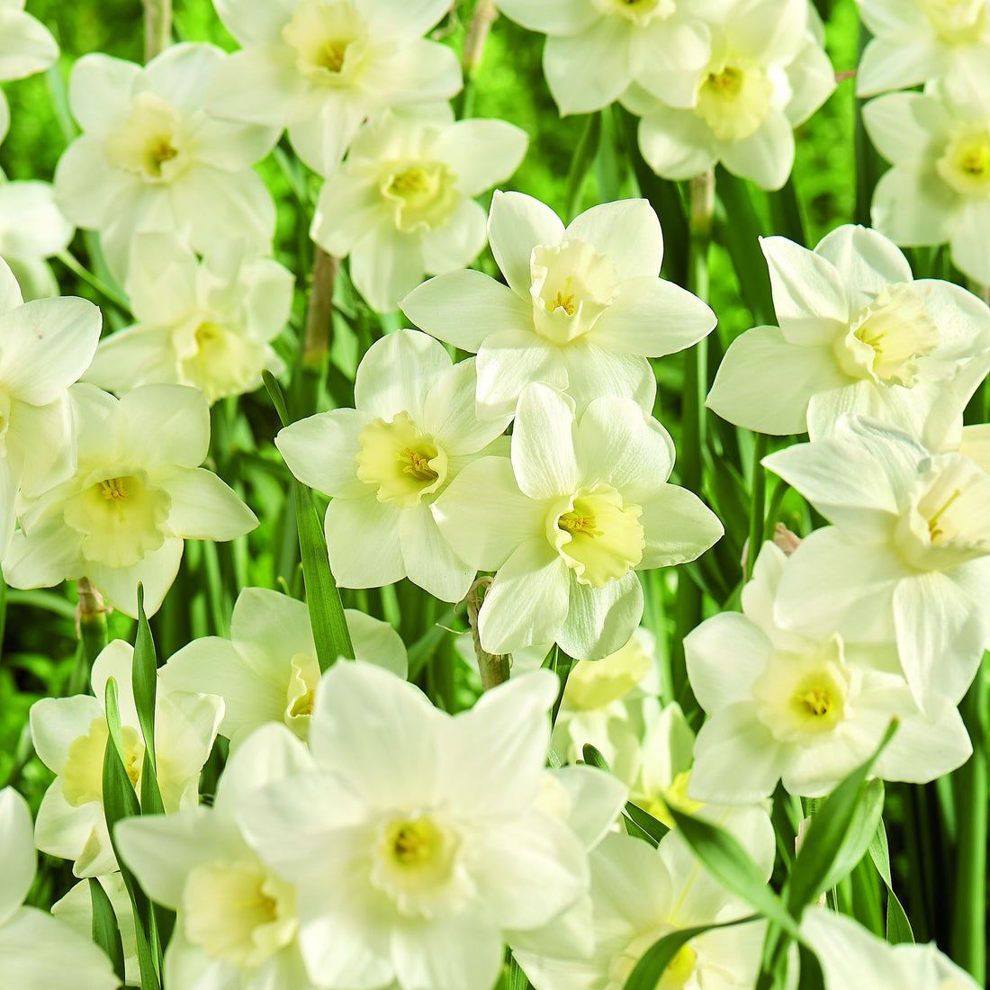 Påskelilje, Narcissus 'Pueblo'