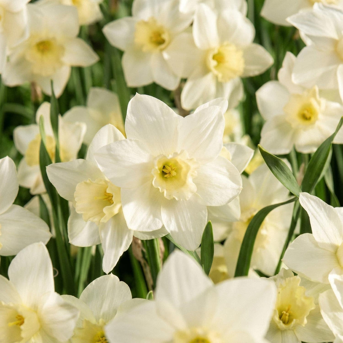 Påskelilje, Narcissus 'Pueblo'