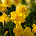 Påskelilje, Narcissus 'Quail'