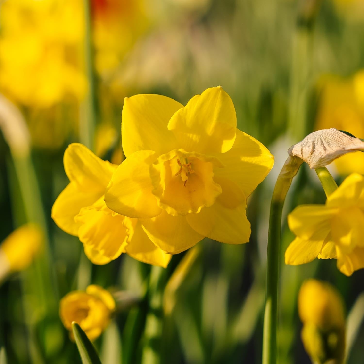 Påskelilje, Narcissus 'Quail'