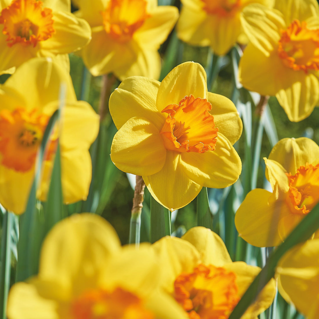 Påskelilje, Narcissus 'Red Devon'