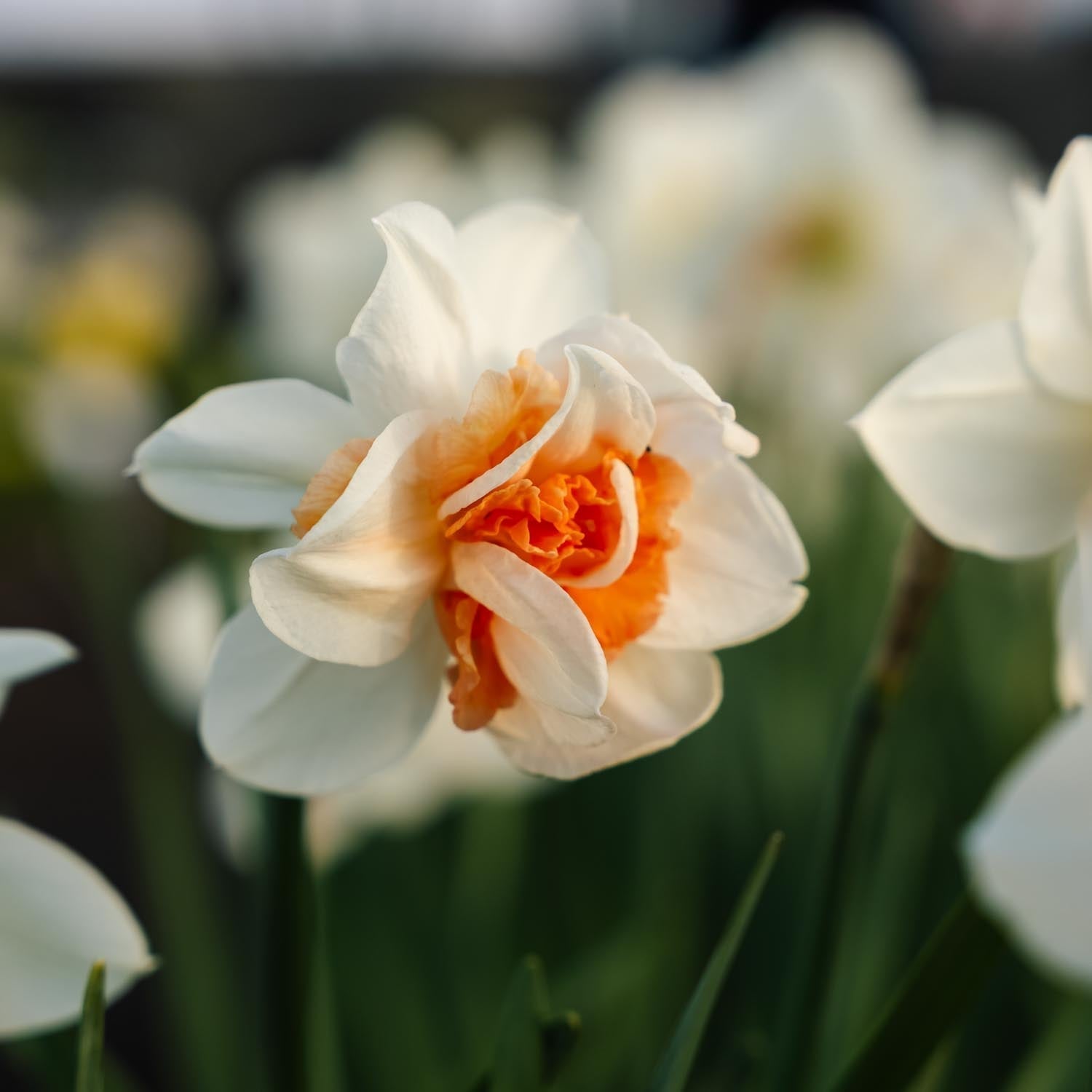 Påskelilje, Narcissus 'Replete'