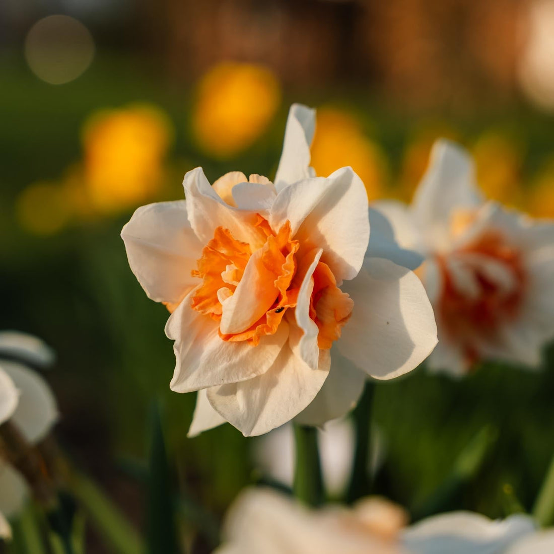 Påskelilje, Narcissus 'Replete'