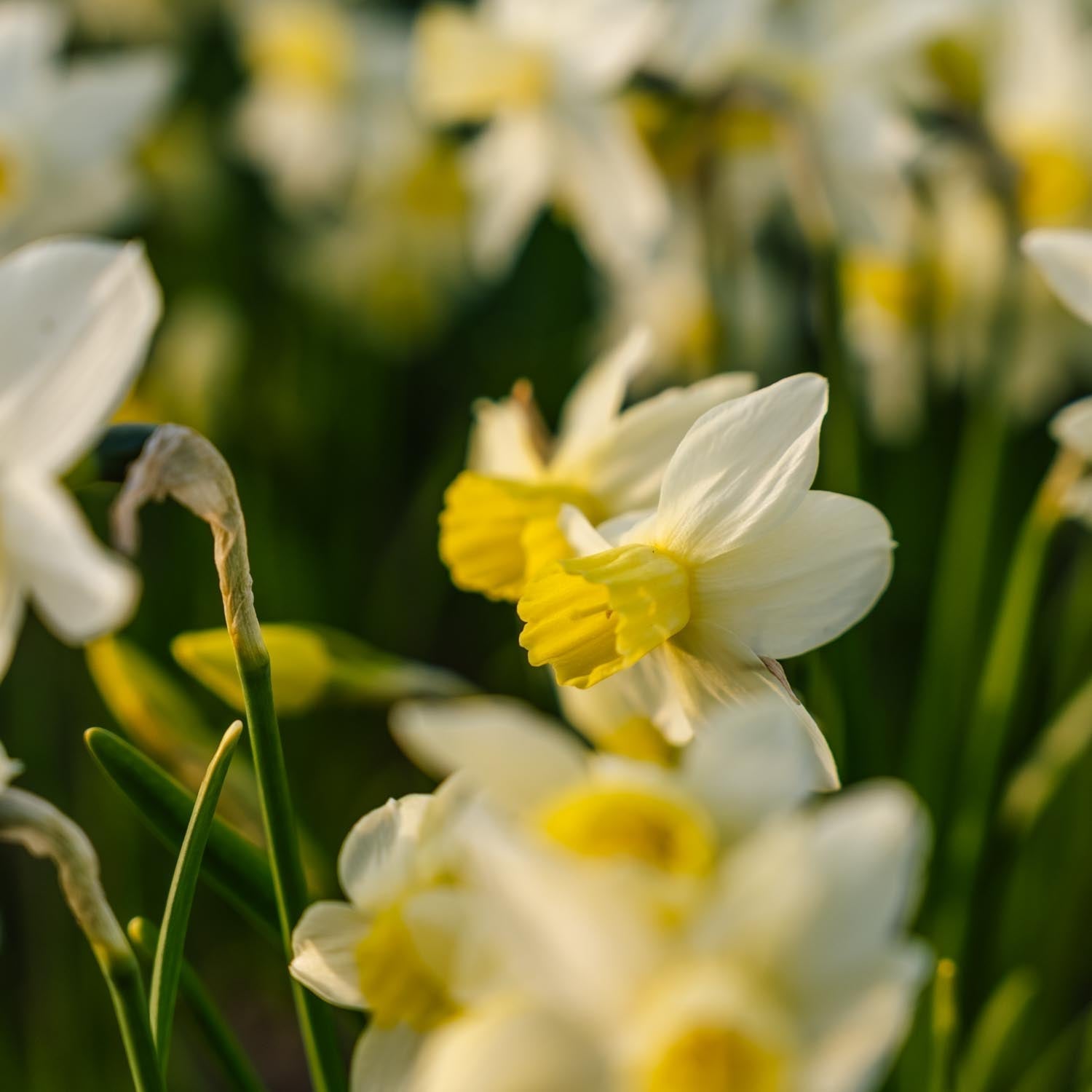 Påskelilje, Narcissus 'Sail Boat'