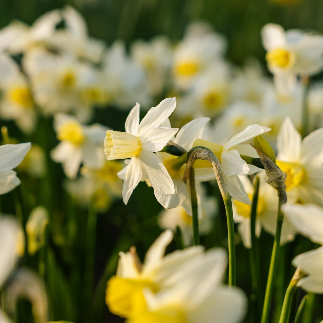 Påskelilje, Narcissus 'Sail Boat'