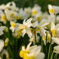 Påskelilje, Narcissus 'Sail Boat'