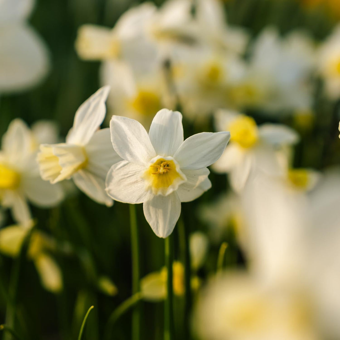 Påskelilje, Narcissus 'Sail Boat'