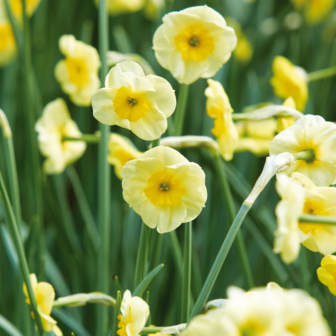 Påskelilje, Narcissus 'Sun Disc'