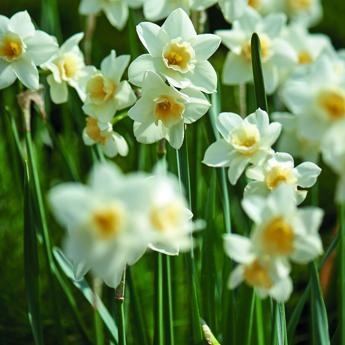 Påskelilje, Narcissus 'Sweet Love'