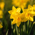 Påskelilje, Narcissus 'Sweetness'