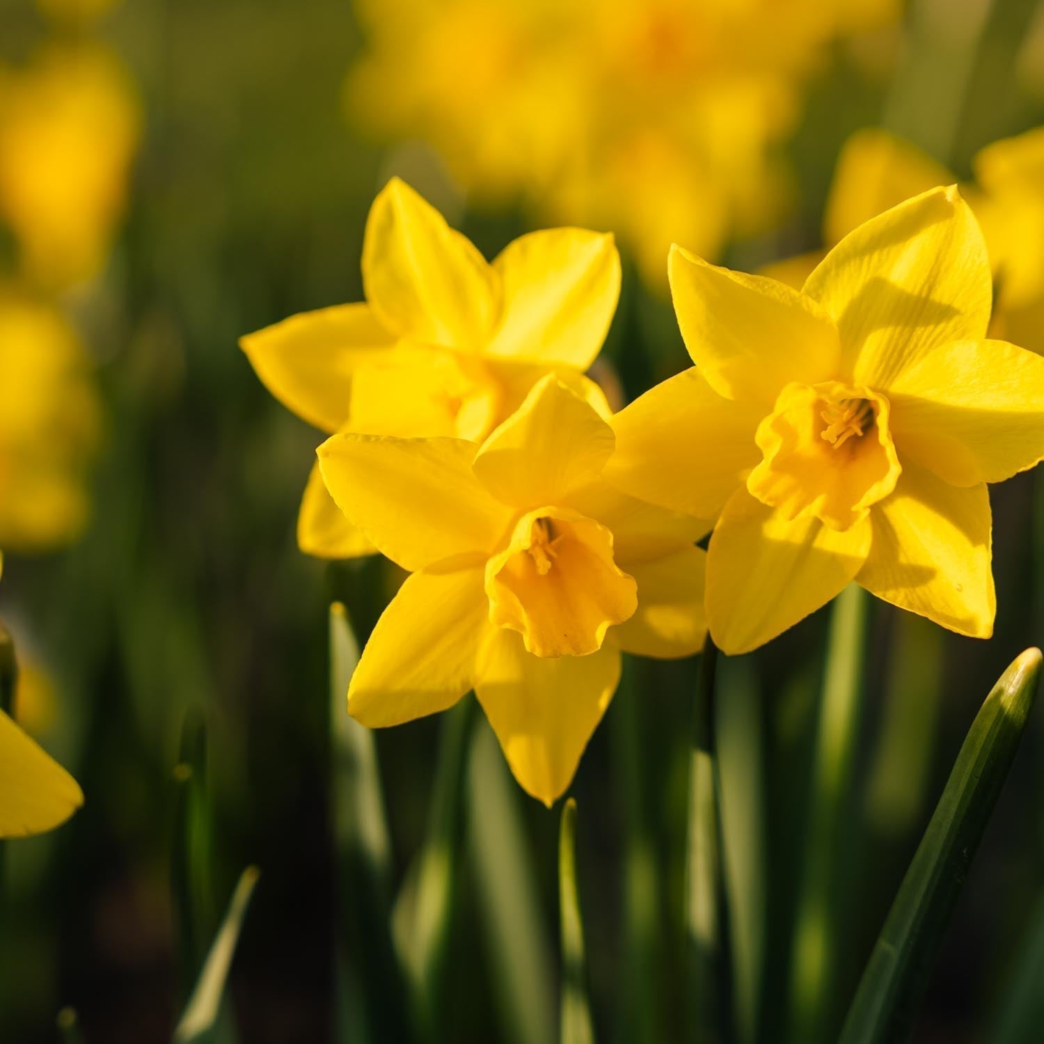 Påskelilje, Narcissus 'Sweetness'