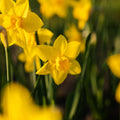 Påskelilje, Narcissus 'Sweetness'