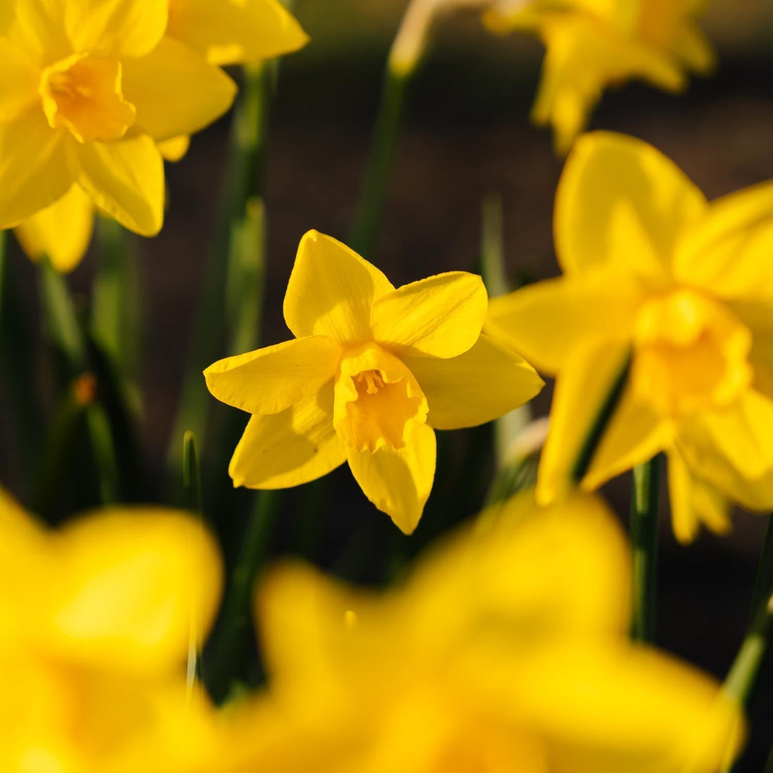 Påskelilje, Narcissus 'Sweetness'
