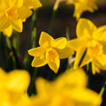 Påskelilje, Narcissus 'Sweetness'