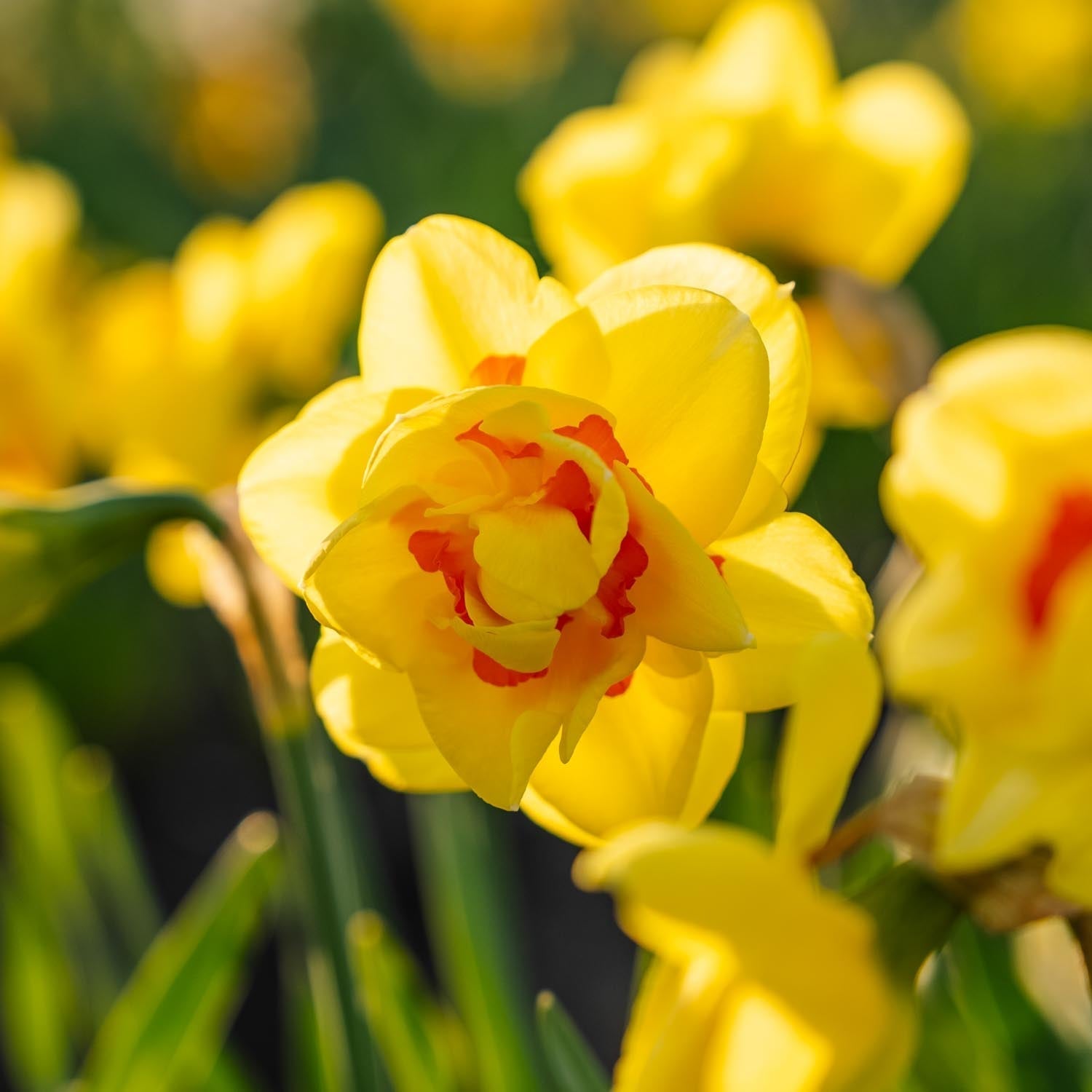 Påskelilje, Narcissus 'Tahiti'