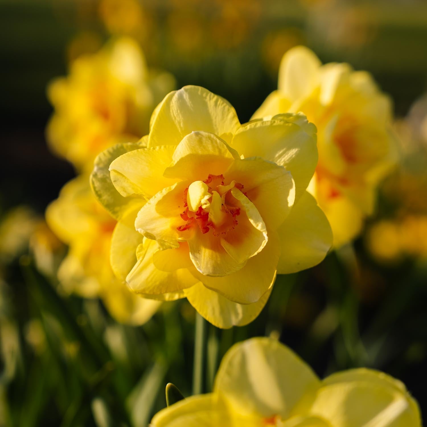 Påskelilje, Narcissus 'Tahiti'