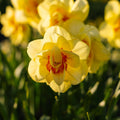 Påskelilje, Narcissus 'Tahiti'