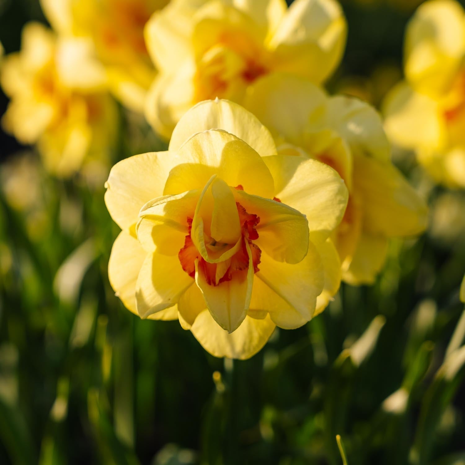 Påskelilje, Narcissus 'Tahiti'