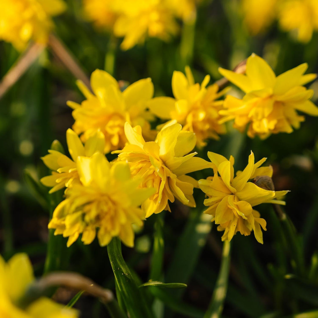 Påskelilje, Narcissus 'Tete Boucle'