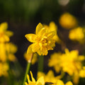 Påskelilje, Narcissus 'Tete Boucle'