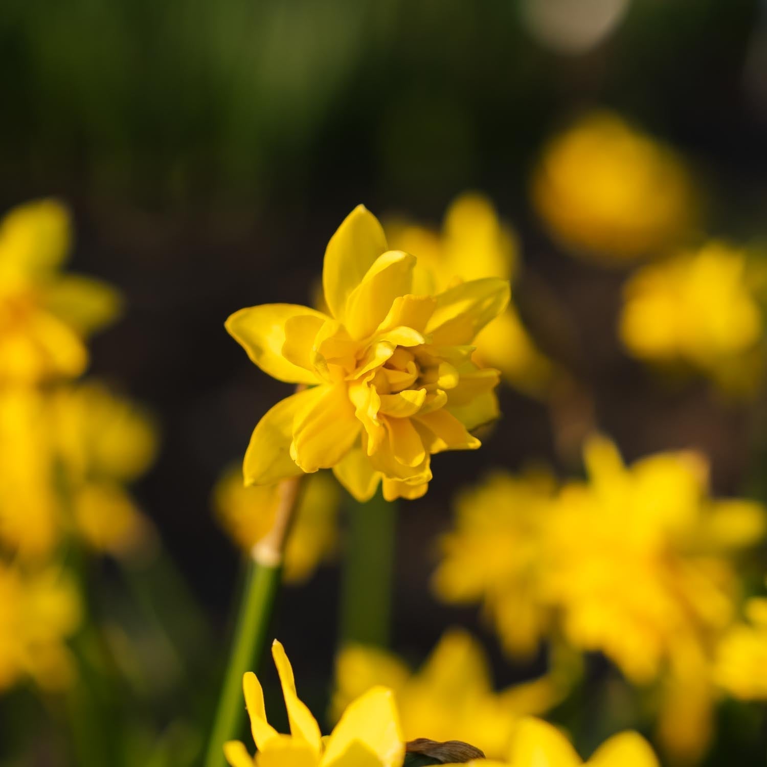 Påskelilje, Narcissus 'Tete Boucle'