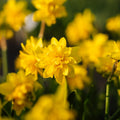 Påskelilje, Narcissus 'Tete Boucle'