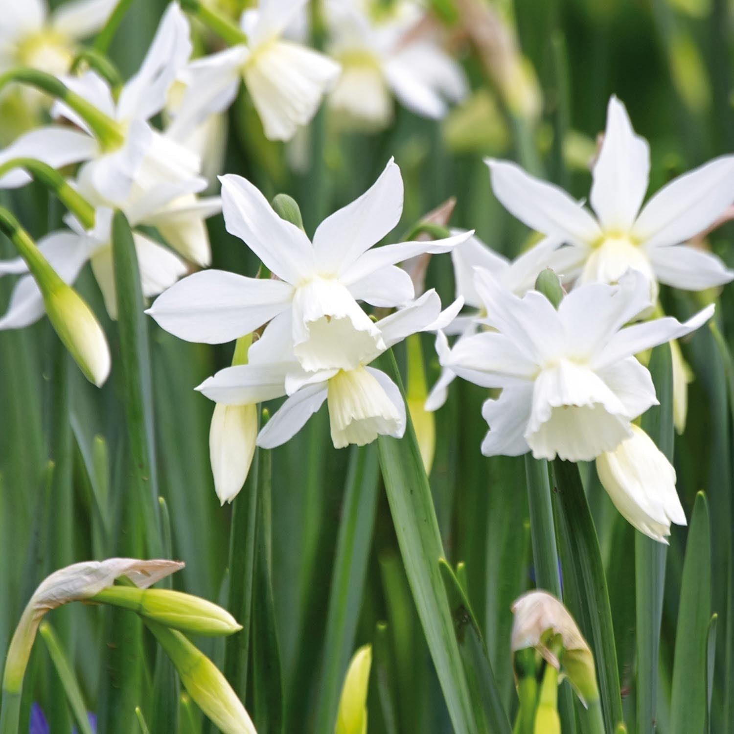 Påskelilje, Narcissus 'Thalia'
