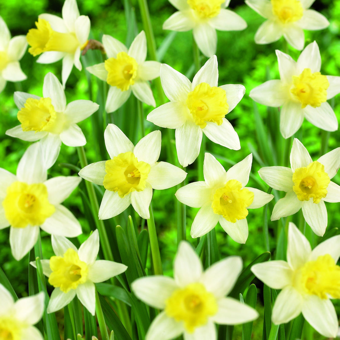 Påskelilje, Narcissus 'Topolino'
