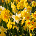 Påskeliljeblanding 'Multiflora Mix'