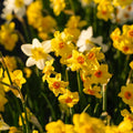 Påskeliljeblanding 'Multiflora Mix'