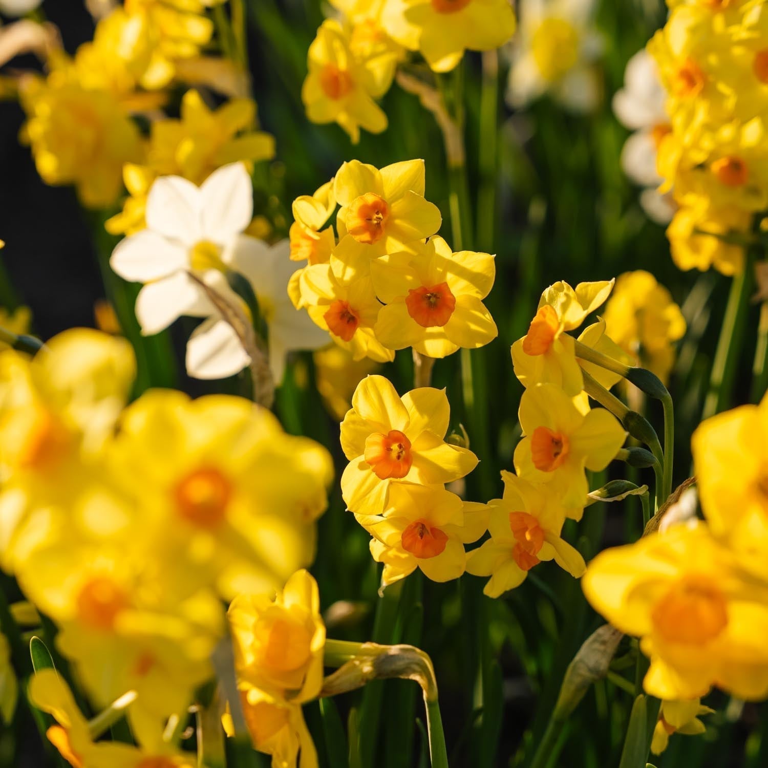 Påskeliljeblanding 'Multiflora Mix'