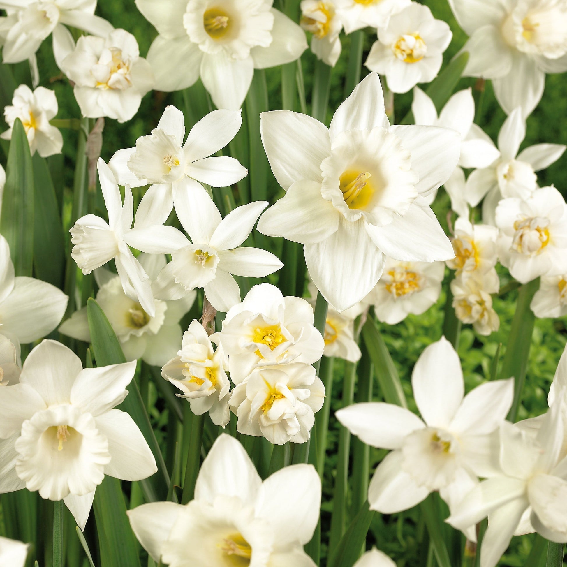 Påskeliljeblanding 'White Mixed'