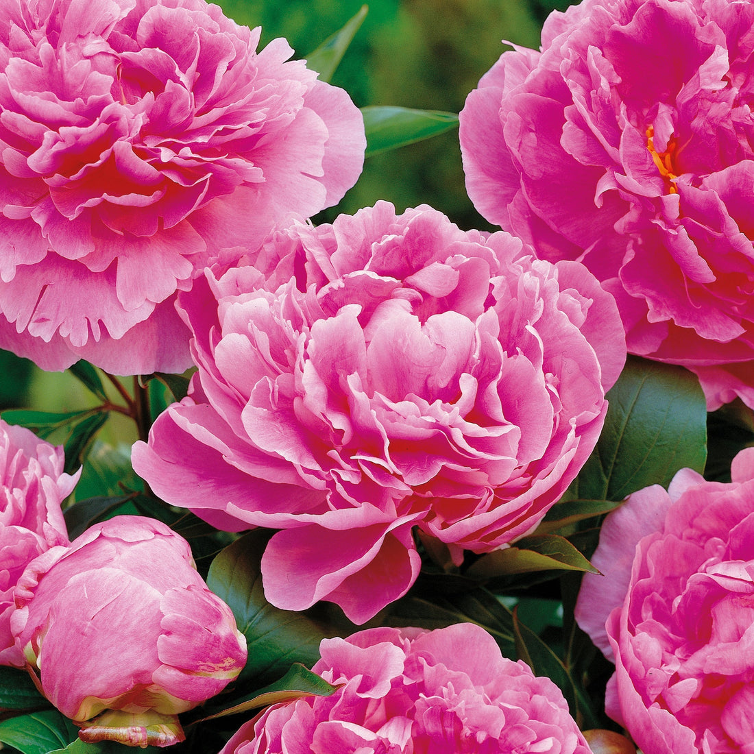 Pæon, Paeonia 'Alexander Fleming'