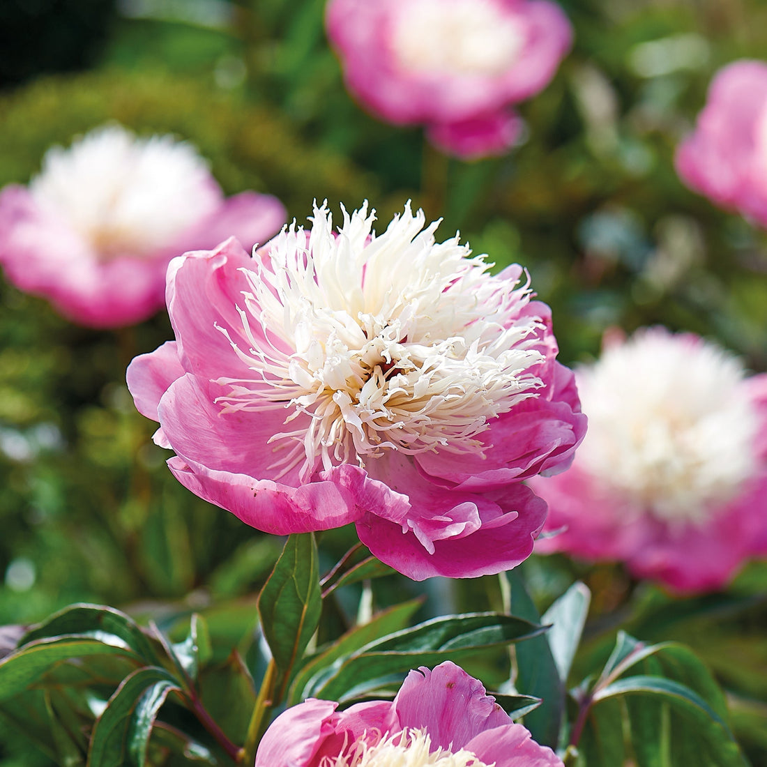 Pæon, Paeonia 'Bowl of Beauty'