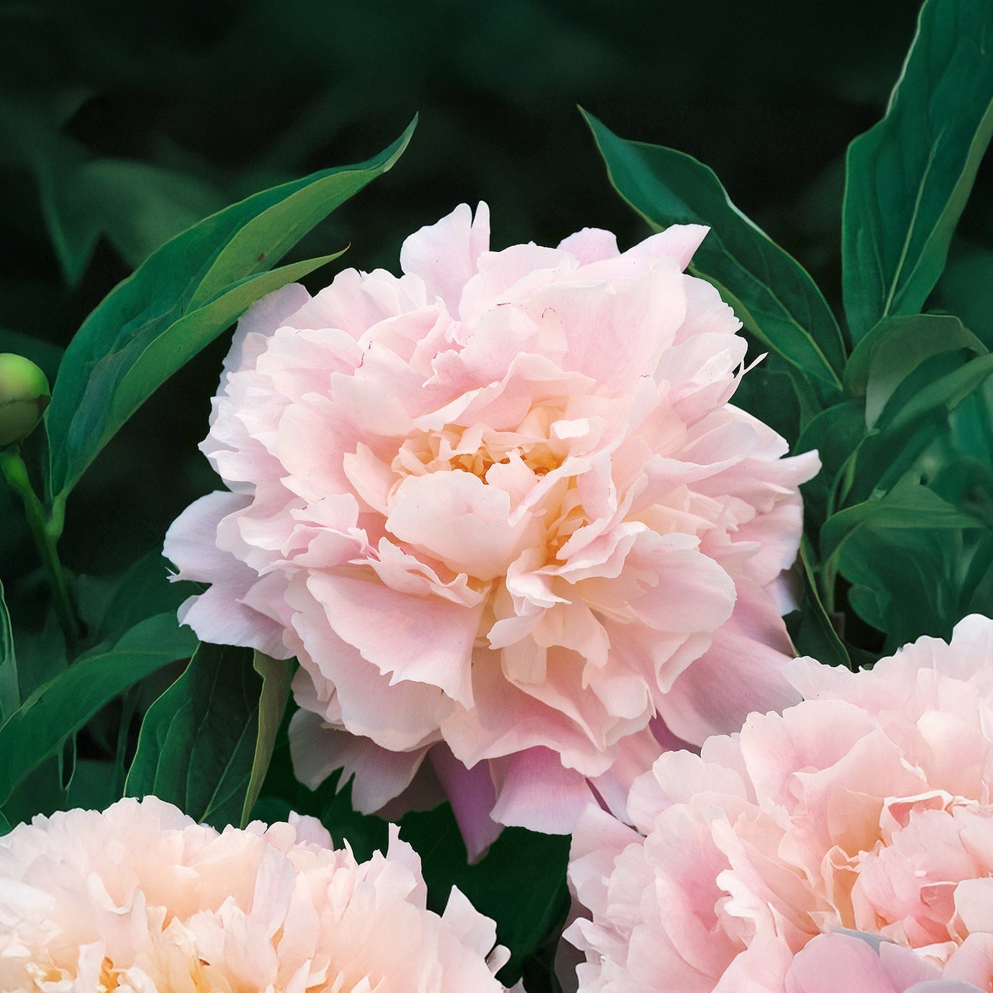 Pæon, Paeonia 'Catherina Fontijn'
